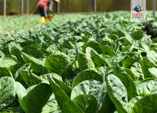 Balanza comercial agroalimentaria registra quinto mayor saldo positivo en 28 años.